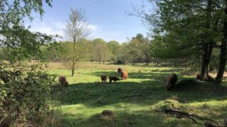 Kudde schotse hooglanders, soms liggen ze op het fietspad of de weg. Je weet nooit waar je ze treft. Kudde schotse hooglanders