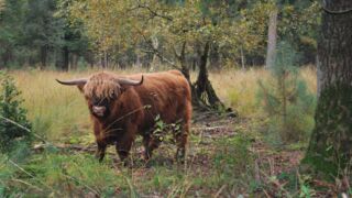 Schotse hooglanders in Huis ter Heide Schotse hooglanders in Huis ter Heide